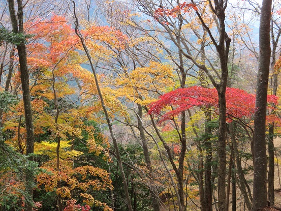 丹沢大山周辺の紅葉