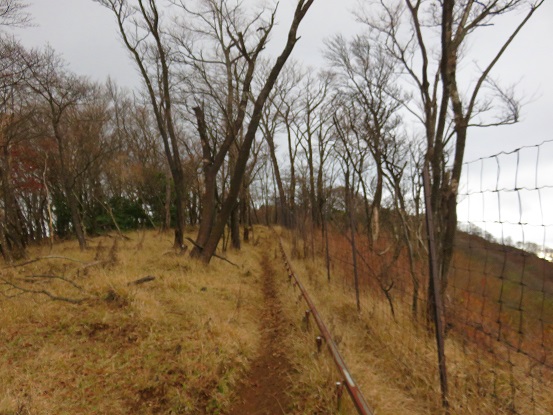 大山山頂付近道も明瞭