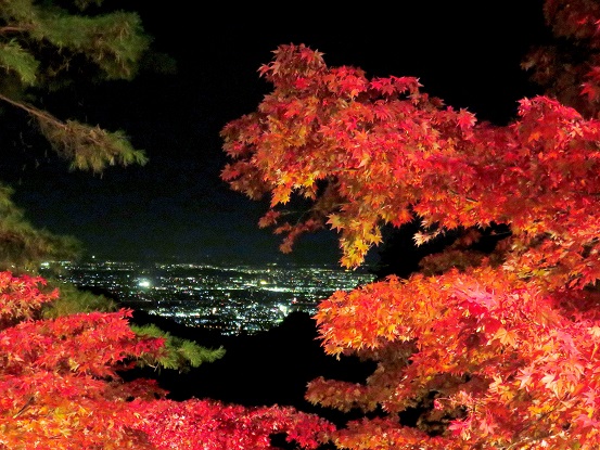 大山寺の参道夜景とライトアップされた紅葉