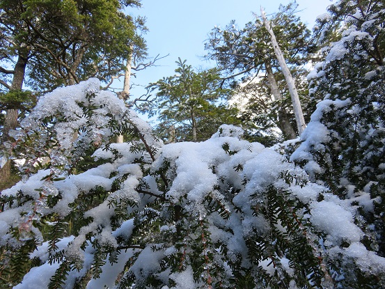 黒金山登山道周辺が雪化粧