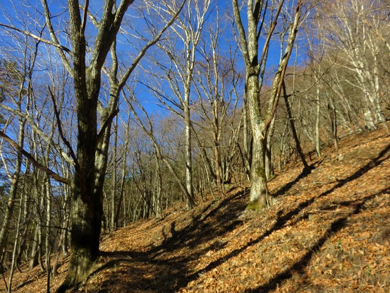 雁坂峠まで樹林帯歩きのルート