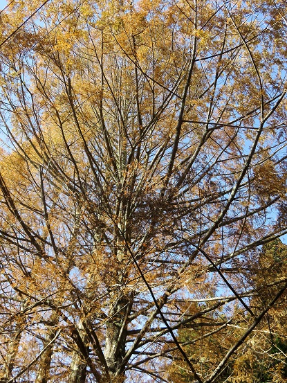 f:id:aohige0718:20171129210745j:plain 道の駅みとみ登山道落葉松の紅葉が雰囲気が良く