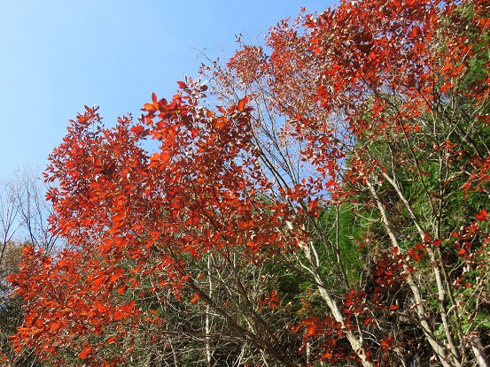 f:id:aohige0718:20171129210804j:plain 道の駅みとみ紅葉も綺麗