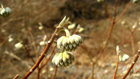 蛭ヶ岳南陵ルートミツマタ