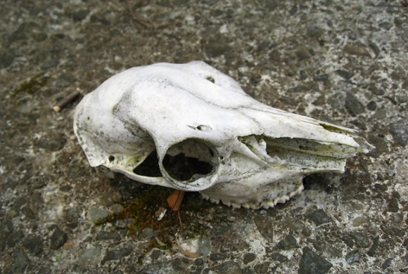 鹿の骨蛭ヶ岳南陵