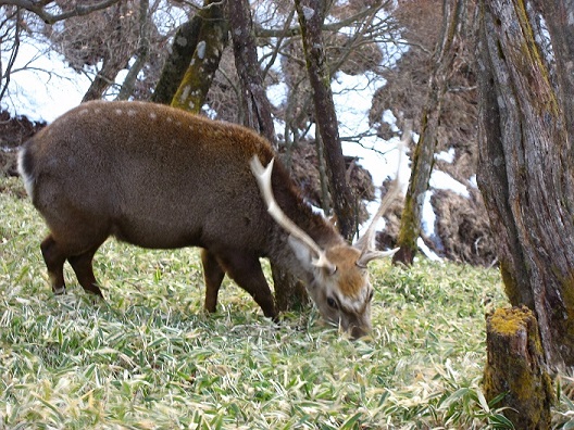 丹沢シカ