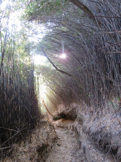 二宮金次郎ゆかり道雰囲気の良い道