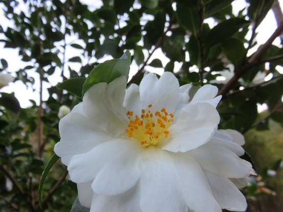 奥和留沢みはらしコースの花