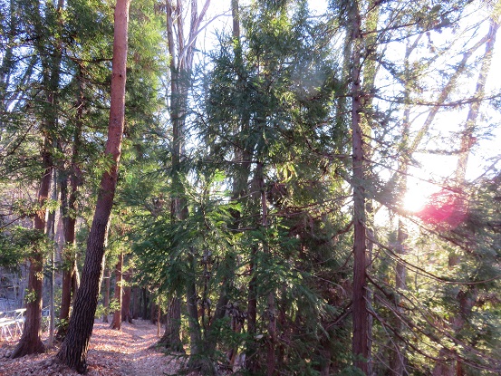 寂ショウ尾根のルート踏み跡も明瞭