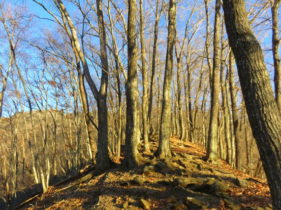 尾根に乗るとなだらかな登山道