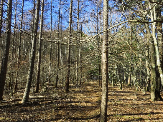 鎮西ヶ池から大谷ヶ丸の登山ルート
