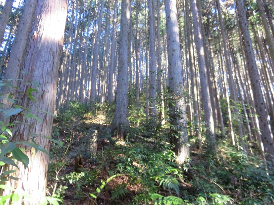 斜面を直登して赤杭尾根の登山道に合流する事にた場所