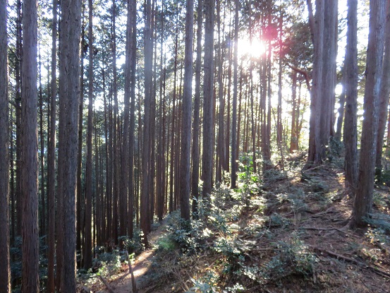 左側が赤杭尾根の登山道