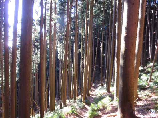 樹林帯歩きが長い赤杭尾根