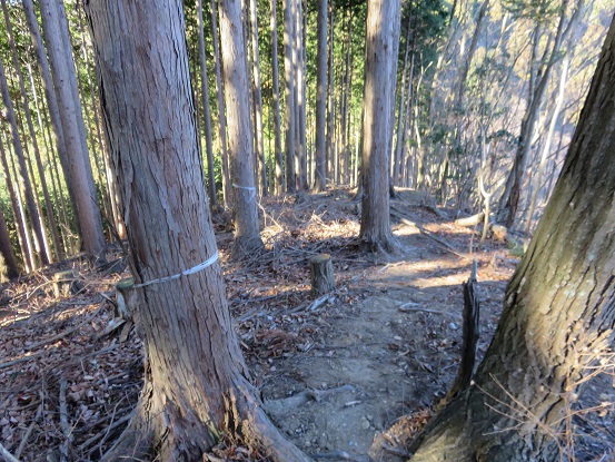 エビ小屋山への登山ルートのマーキング