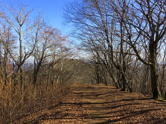 川苔山の山頂付近の登山道