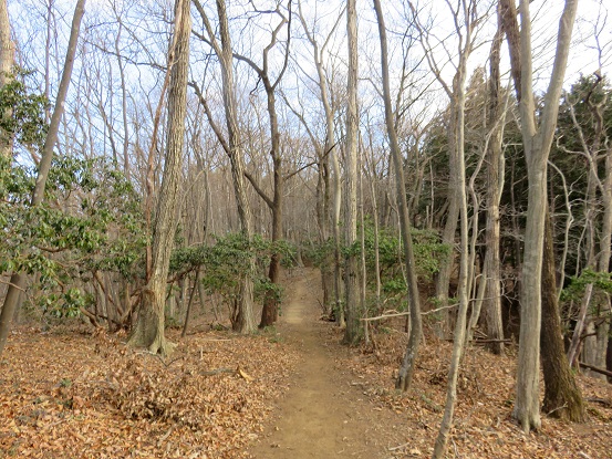 f:id:aohige0718:20180108171557j:plain 蕨山から藤棚山までの尾根道の様子