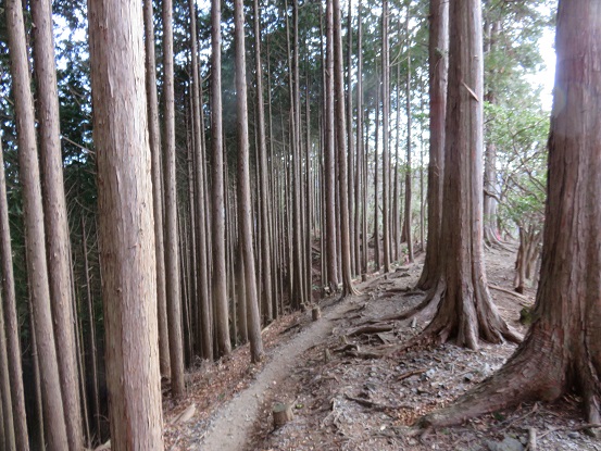 f:id:aohige0718:20180108171635j:plain 藤棚山から大ヨケノ頭までの登山ルート