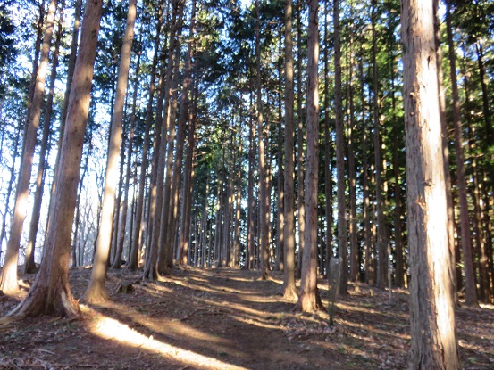 f:id:aohige0718:20180108171756j:plain 中登坂の杉の木