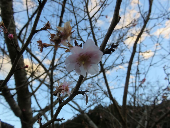 f:id:aohige0718:20180108171856j:plain さわらびの湯の周辺の寒桜