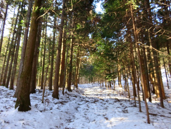 大雪林道なのか登山道なのか良く分からん