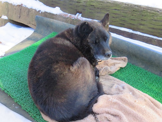 三ッ峠山荘の甲斐犬