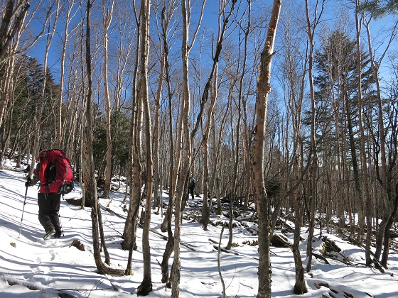 和名倉山の樹相の様子