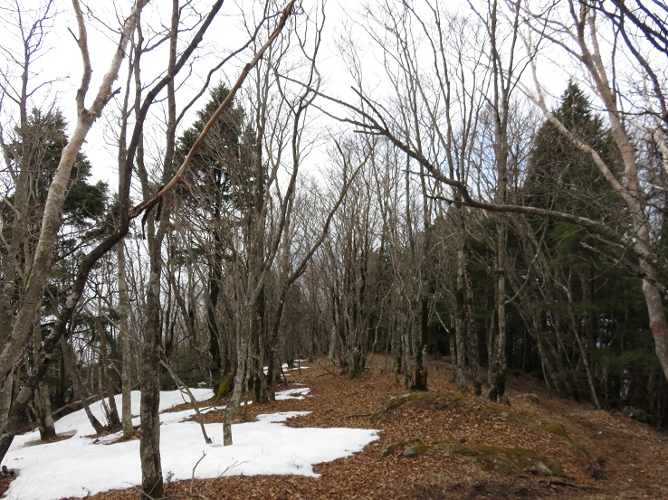 天子山地金山雰囲気が良い