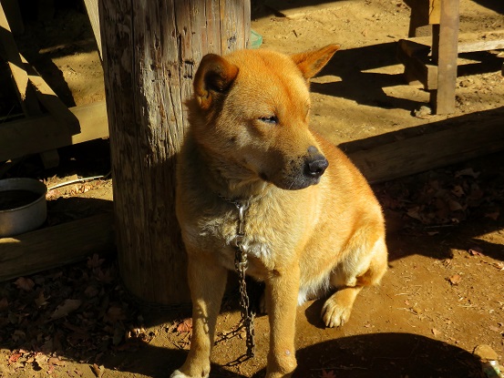 f:id:aohige0718:20180304175737j:plain 影信山の犬