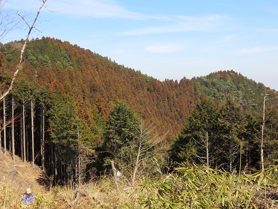 f:id:aohige0718:20180304180112j:plain 杉の花粉地帯