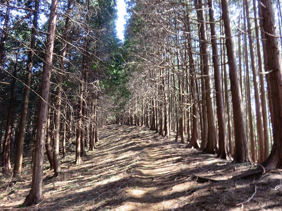 f:id:aohige0718:20180304180159j:plain 城山から大垂水峠までの尾根道