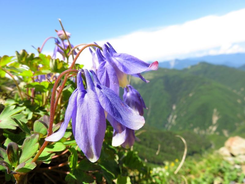 高山植物