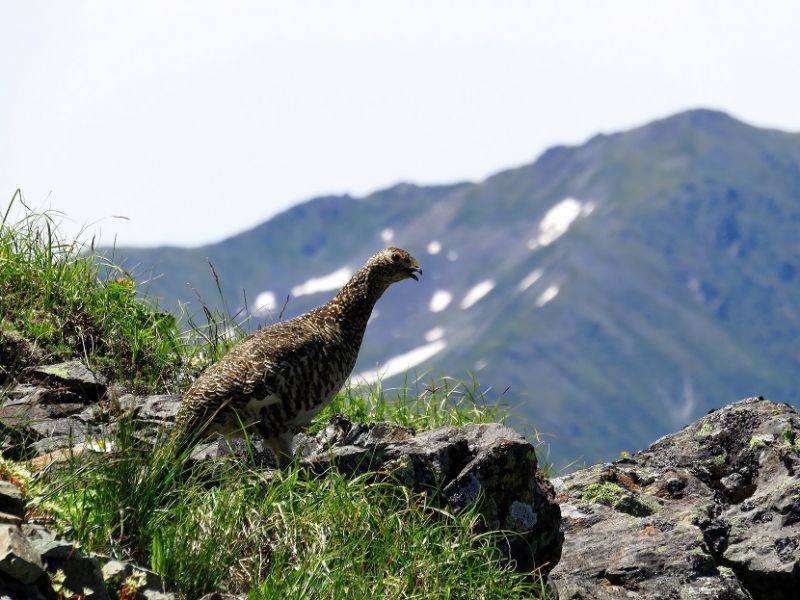 南アルプス塩見岳日帰り登山中に見つけた雷鳥