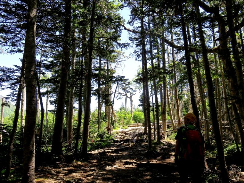 本谷山周辺の樹林帯の方が虫が少なかった