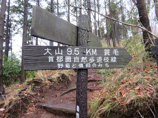 大山野菊と信仰のみちを使って大山山頂