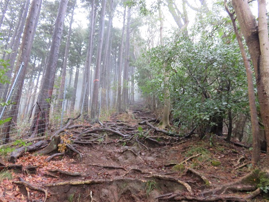 念仏山、高取山大山野菊と信仰のみち