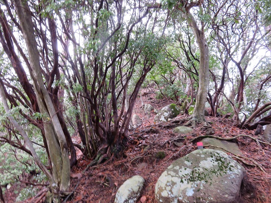 鍋嵐の山頂直下の尾根の様子