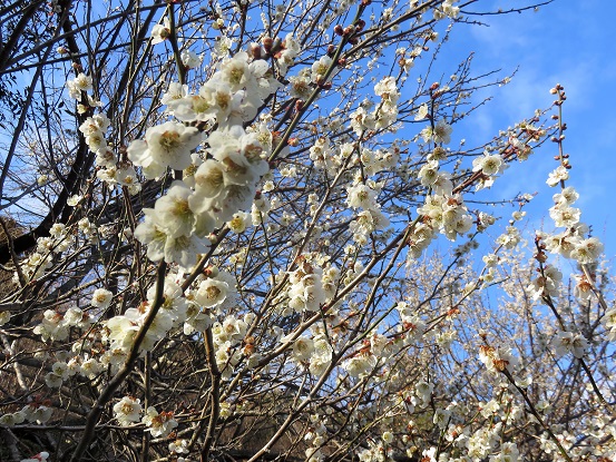 大山、三峰山、鍋嵐周辺の梅の花