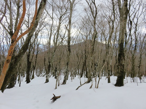 奥に見えているのが大洞山