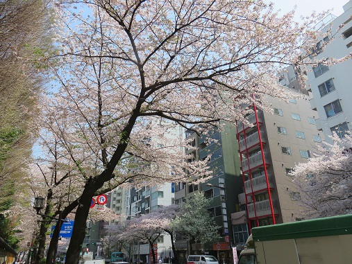 「靖国通り」の桜