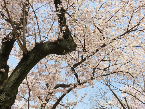 靖国通り桜満開