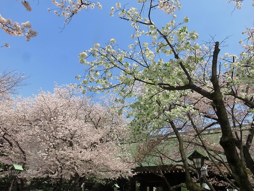 靖国神社の桜絶景