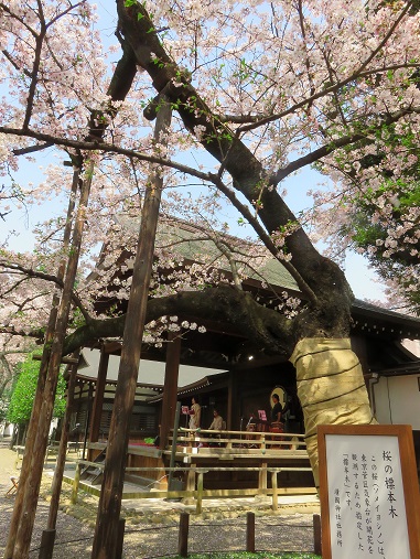 靖国神社にある「標本木」