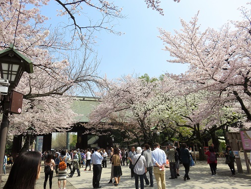 靖国神社の境内ソメイヨシノ