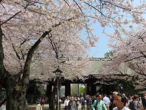 桜の美しさ