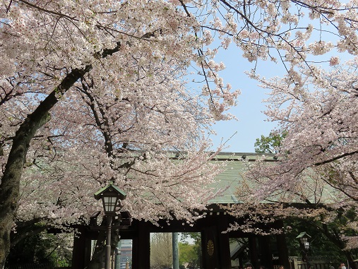 日本で一番美しいのが桜の時期