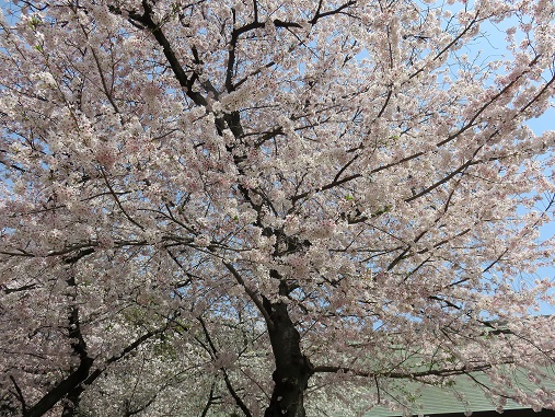 靖国神社の桜も、今月いっぱいは十分楽しめる