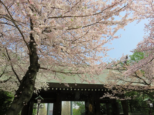 桜吹雪も綺麗