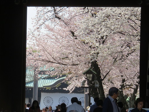 桜の時期は、本当に絵になる靖国神社