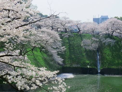 「北の丸公園」の入口付近の桜